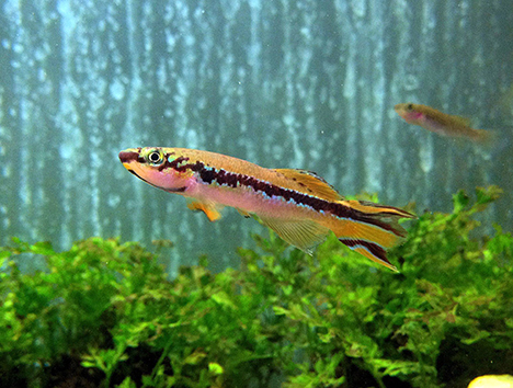 Fundulopanchax deltaensie deltaensis