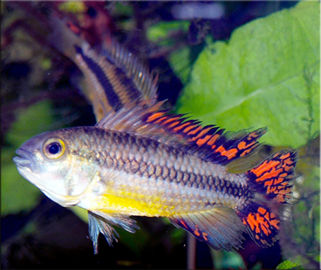 genre Apistogramma, Apistogramma cacatuoides double rouge, genus Apistogramma