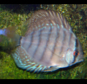 Discus royal bleu