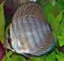 Discus royal bleu