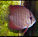 Discus san Merah bleu