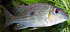 Geophagus surinamensis