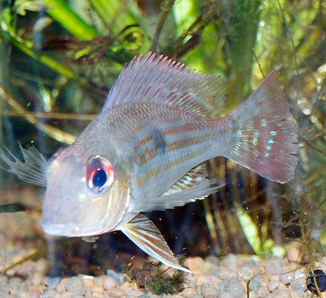 Geophagus surinamensis