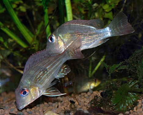 Geophagus surinamensis