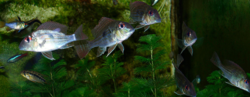 Geophagus surinamensis