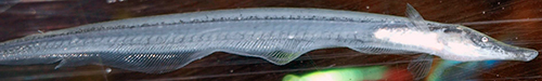 Gymnorhamphichthys rondoni