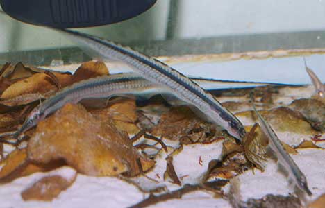 Gymnorhamphichthys rondoni