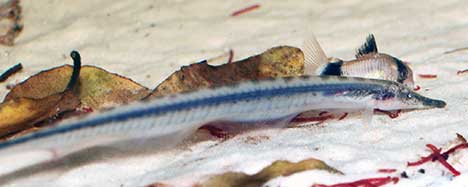 Gymnorhamphichthys rondoni