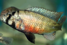 haplochromis limax