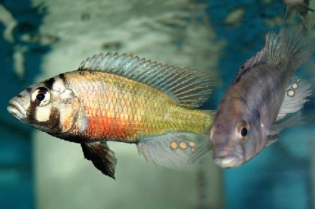 couple d'Haplochromis limax