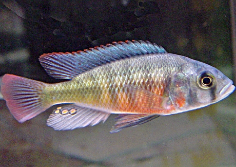 haplochromis limax male