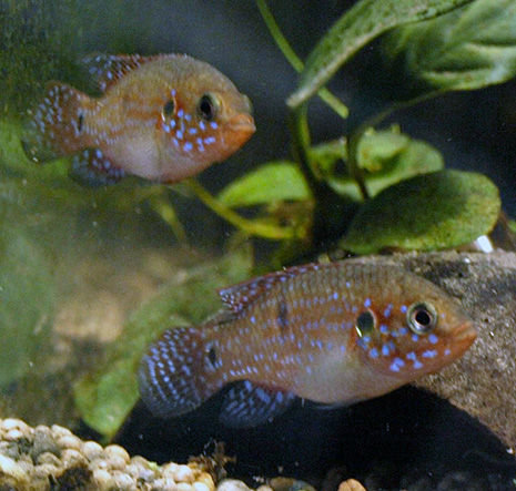 hemichromis bimaculatus en couple