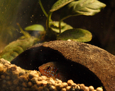 hemichromis bimaculatus femelle dans sa demi coque de noix de coco