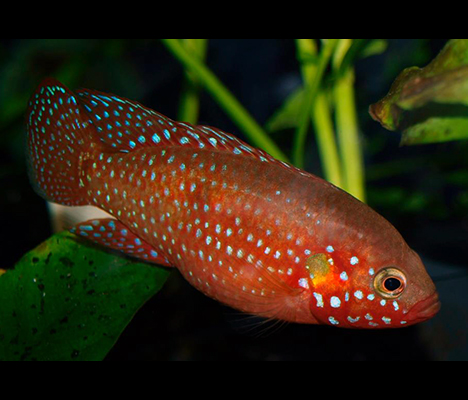 Hemichromis bimaculatus femelle