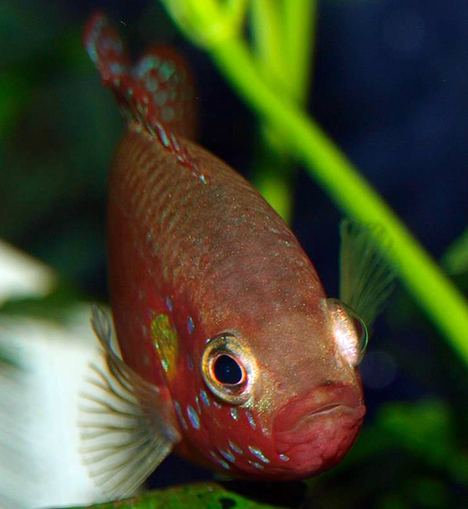 Hemichromis bimaculatus