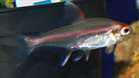 Hemigrammus rhodostomus