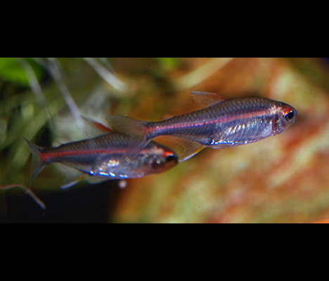 Hemigrammus erythrozonus