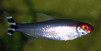 Hemigrammus rhodostomus