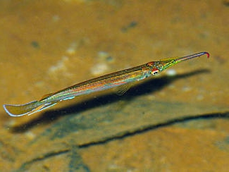 hemirhamphodon pogonognathus dans son biotope