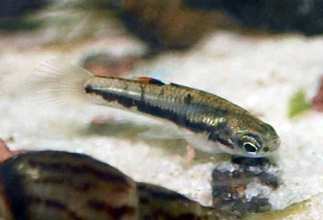 Heterandria formosa femelle