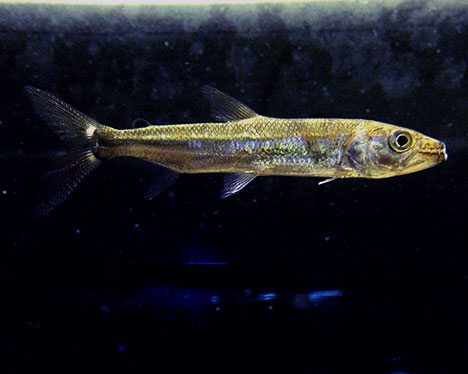 jeune Hydrocynus goliath