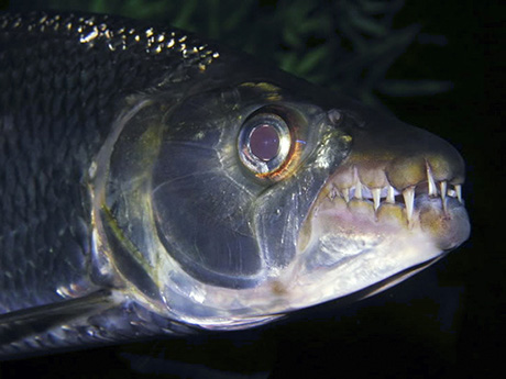 Hydrocynus goliath dentition