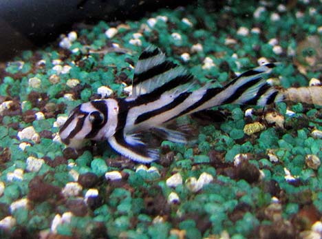 Hypancistrus zebra