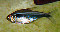 Hyphessobrycon herbertaxelrodi