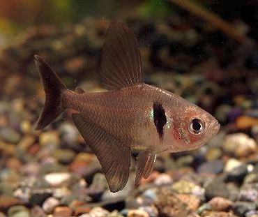 Hyphessobrycon megalopterus le tetra fantôme noir