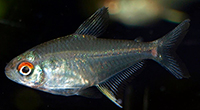 Hyphessobrycon pulchripinnis