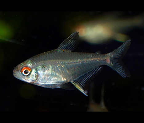 Hyphessobrycon pulchripinnis