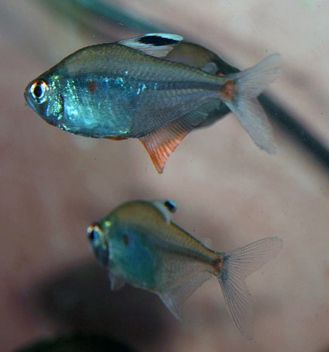 Hyphessobrycon socolofi