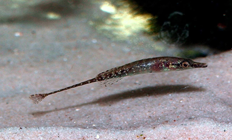 Indostomus paradoxus