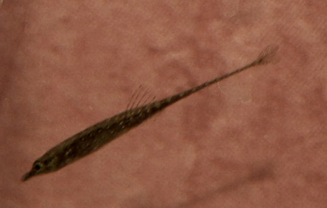 Indostomus paradoxus micro-prédateur