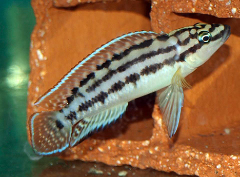 julidochromis marlieri