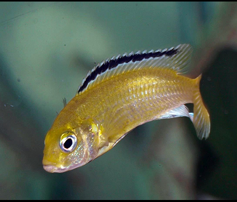 Labidochromis caeruleus