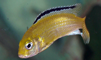 Labidochromis caeruleus