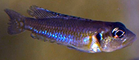 Lamprologus kungweensis