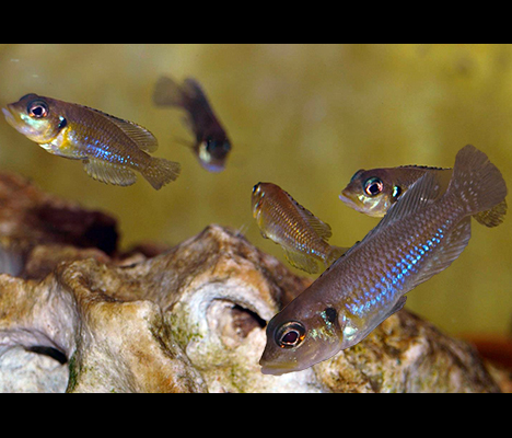 Lamprologus kungweensis groupe