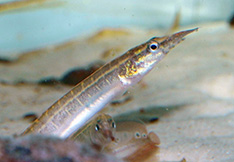 Macrognathus aculeatus