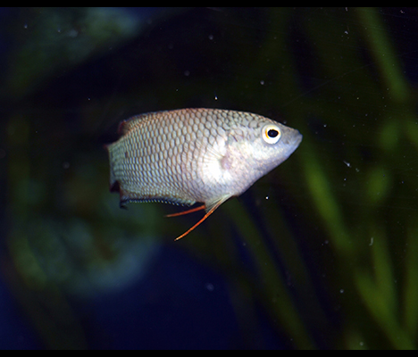 Macropodus erythropterus