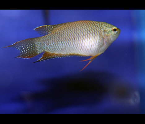 Macropodus erythropterus