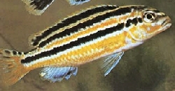 melanochromis auratus