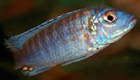 Melanochromis joanjohnsonae