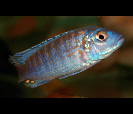 Pseudotropheus joanjohnsonae