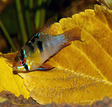 couple Mikrogeophagus ramirezi  ponte