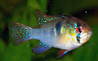 Mikrogeophagus ramirezi