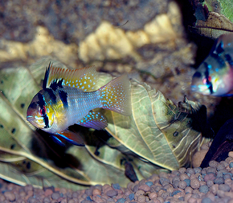 Apistogramma ramirezi