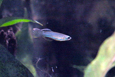 Micropanchax macrophthalmus (Aplocheilichthys)