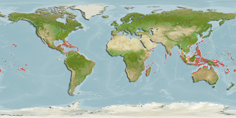 distribution de Microphis brachyurus brachyurus